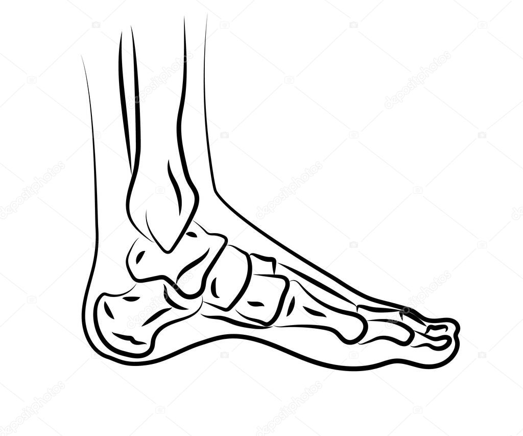 Human leg and joints. Symbol. Vector illustration.