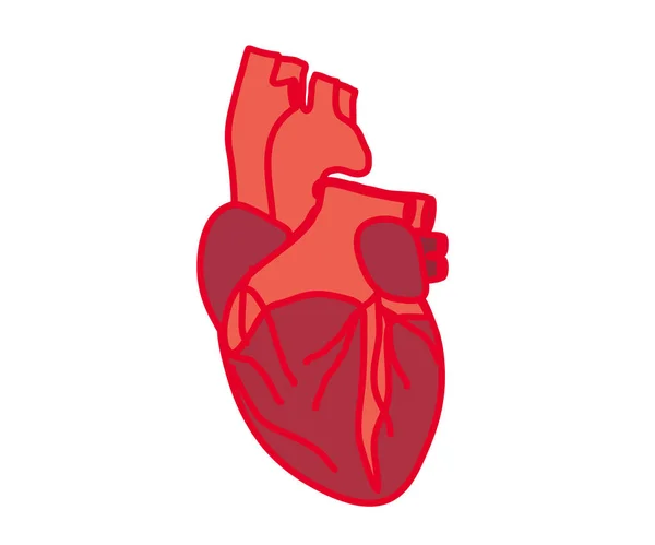 Corazón Humano Sobre Fondo Blanco Dibujos Animados Ilustración Vectorial — Vector de stock