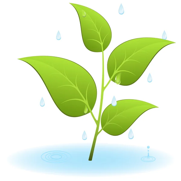 Planta verde joven con hojas — Vector de stock