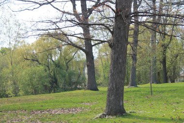 Bahar zaman bir boş Park
