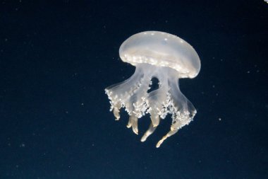 Işıklı denizanası (mavi renkli)