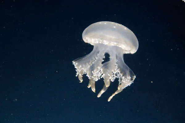 Illuminated Jellyfish (Blue Background) — Stock Photo, Image