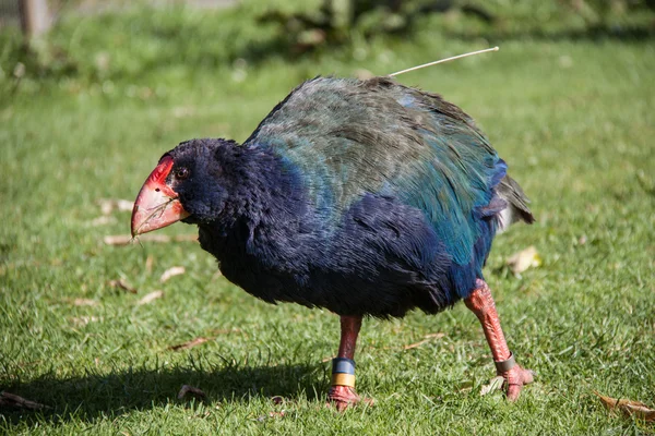 Takahe, aves en peligro de extinción nativa de Nueva Zelanda — Foto de Stock