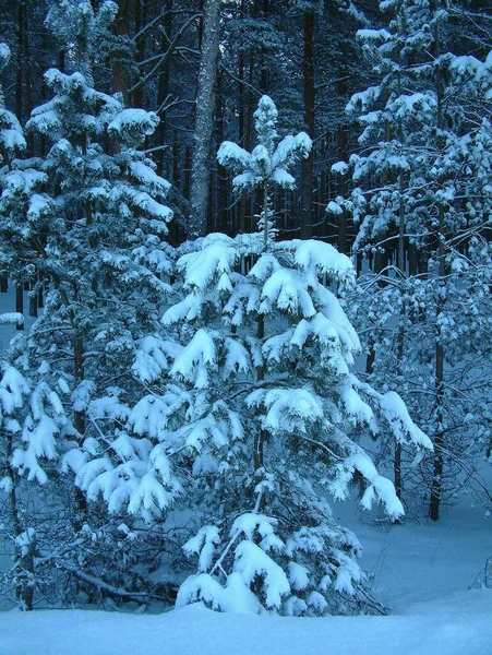 Winterwald Der Nähe Von Jurmala Lettland — Stockfoto