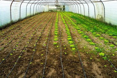 Çağdaş Kentsel Tarım İçin Sera Sulama Sıraları