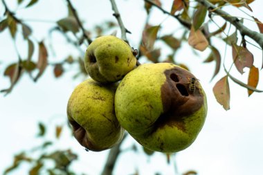 Sonbaharda dallardaki çürük meyveler