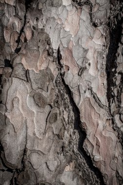 ağaç kabuğu arkaplanı.
