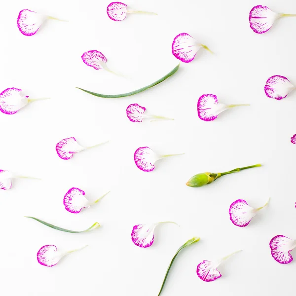 Flores planas de clavel — Foto de Stock