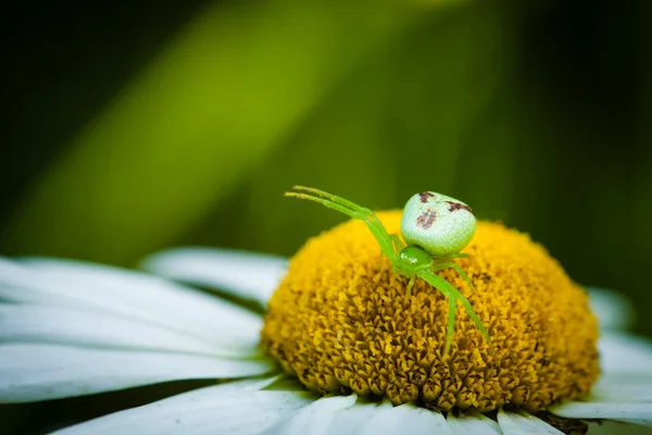 Pequena aranha verde. — Fotografia de Stock