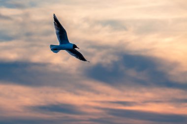 Martı gökyüzüne karşı uçar.