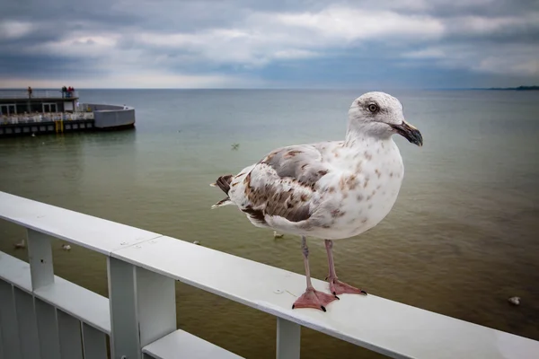 Bílý racek, pták. — Stock fotografie