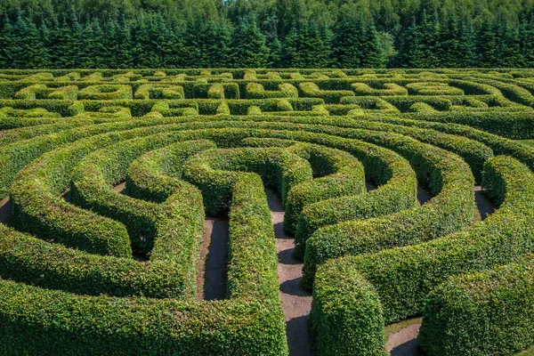 Zöld bokrok labirintus. — Stock Fotó