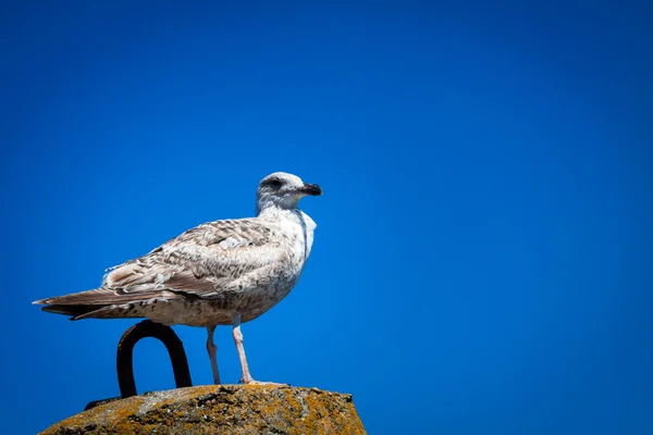 Bílý racek, pták. — Stock fotografie