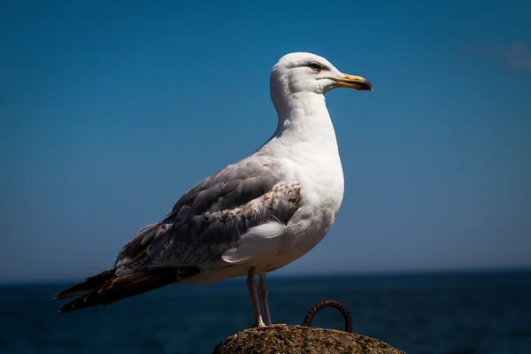 Bílý racek, pták. — Stock fotografie