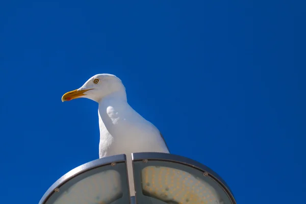 하얀 갈매기, 새. — 스톡 사진