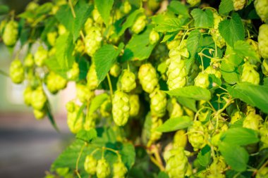 Hop kadar sürünen.