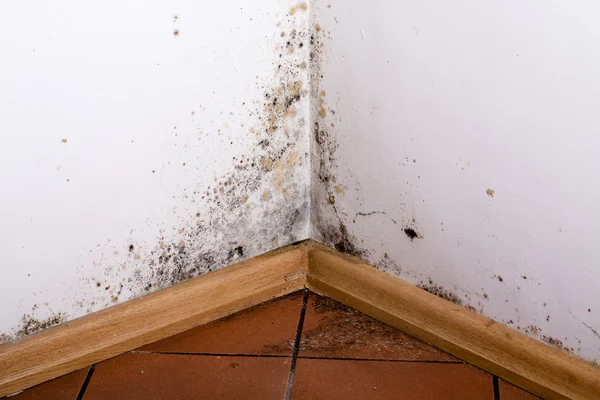 Black mold in the corner of room wall — Stock Photo, Image