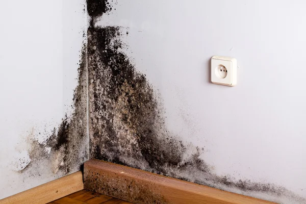 Black mold in the corner of room wall — Stock Photo, Image