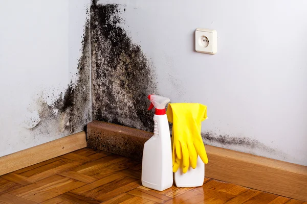 Black mold in the corner of room wall — Stock Photo, Image