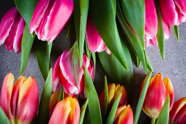 Fresh spring flowers. — Stock Photo, Image