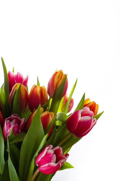Fresh spring flowers. — Stock Photo, Image