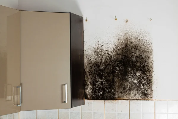 Black mold in house. — Stock Photo, Image