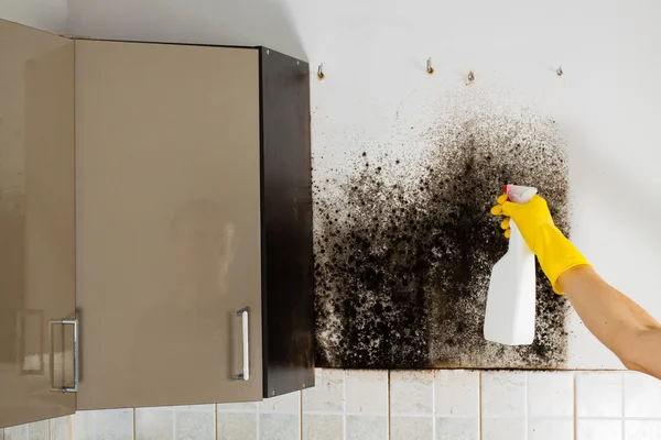 Black mold in house. — Stock Photo, Image