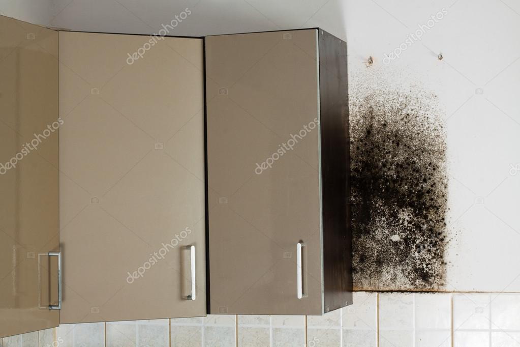 Black Mold In House Stock Photo Cegli O2 Pl 97068052