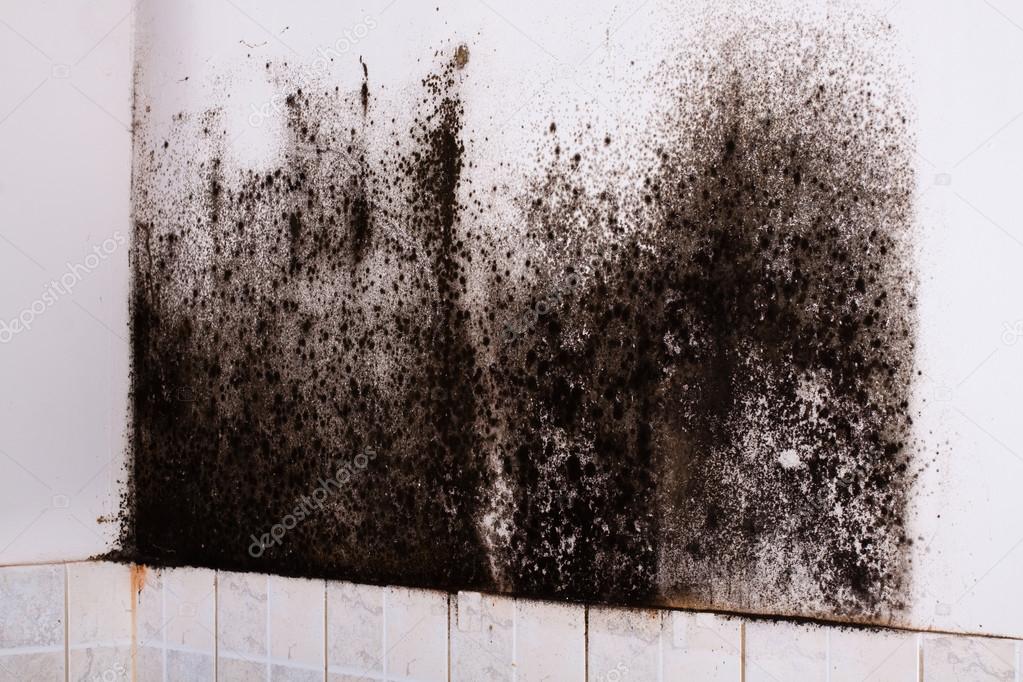 Schwarzer Schimmel im Haus. Stockfotografie lizenzfreie