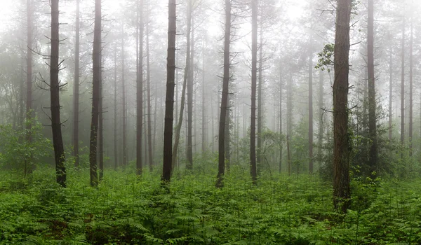 Dimmig skog, dimma — Stockfoto