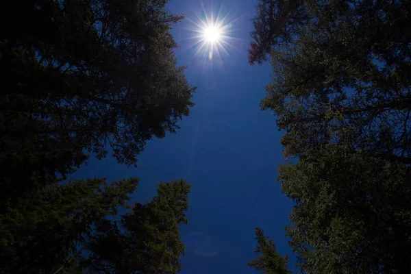 松の木の森 青い空とサンビームで頭上の景色 — ストック写真