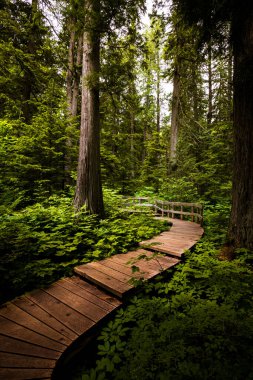 Field, British Columbia, Kanada yakınlarındaki yağmur ormanlarında sahil yolu ve yürüyüş yolu.