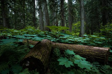 Field, British Columbia, Kanada 'nın yağmur ormanlarında inanılmaz doğa. Kimse.