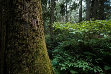 Field, British Columbia, Kanada 'nın yağmur ormanlarında inanılmaz doğa. Kimse.