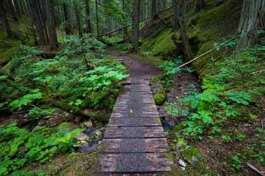 Revelstoke 'taki yağmur ormanı, British Columbia, Kanada