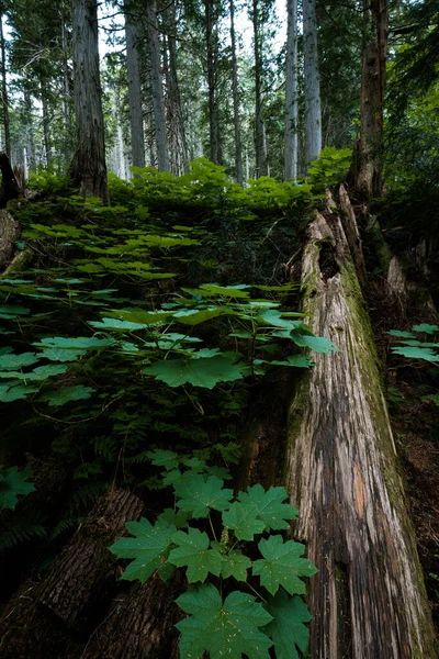 Niesamowita Przyroda Lesie Deszczowym Field Kolumbia Brytyjska Kanada Nikt — Zdjęcie stockowe