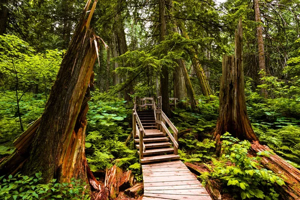 Boardwalk Hiking Path Rain Forest Field Kolumbia Brytyjska Kanada — Zdjęcie stockowe