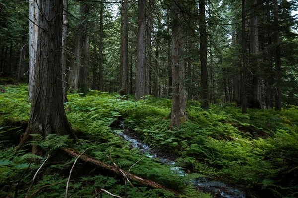 Amazing nature in the rain forest of Field, British Columbia, Canada. Nobody