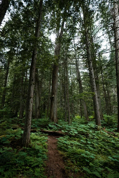 Boardwalk Hiking Path Rain Forest Field Kolumbia Brytyjska Kanada — Zdjęcie stockowe