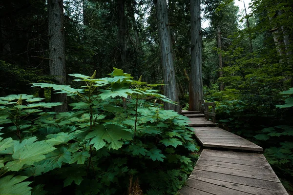 Boardwalk Hiking Path Rain Forest Field Kolumbia Brytyjska Kanada — Zdjęcie stockowe