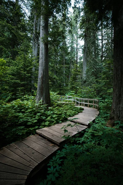 Boardwalk Hiking Path Rain Forest Field Kolumbia Brytyjska Kanada — Zdjęcie stockowe