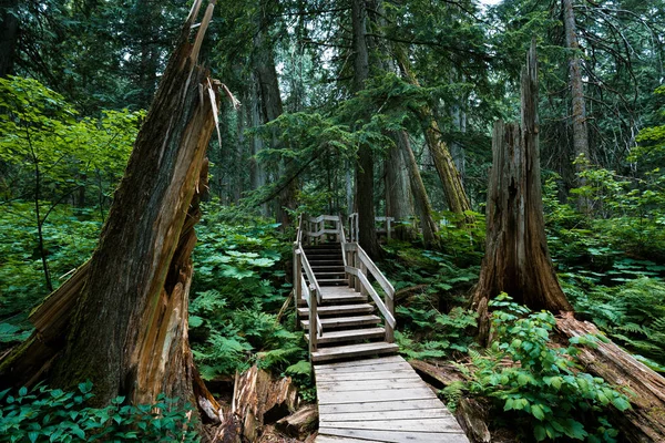 Boardwalk Hiking Path Rain Forest Field Kolumbia Brytyjska Kanada — Zdjęcie stockowe