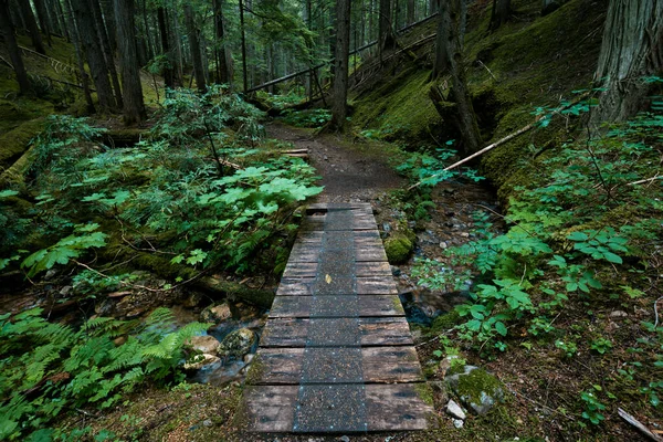 Las Deszczowy Revelstoke Kolumbia Brytyjska Kanada — Zdjęcie stockowe