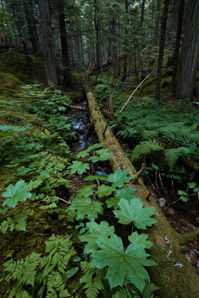 Las Deszczowy Revelstoke Kolumbia Brytyjska Kanada — Zdjęcie stockowe