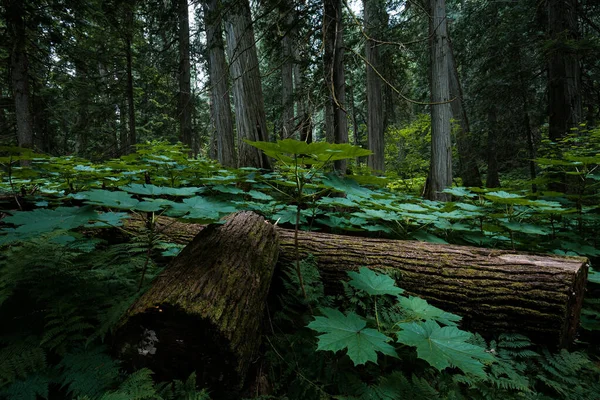 Increíble Naturaleza Selva Tropical Field Columbia Británica Canadá Nadie Fotos De Stock
