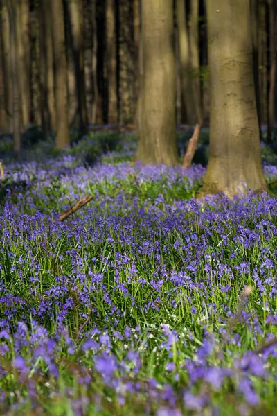 Blumenteppich Wald Von Halle Belgien Frühlingszeit Und Morgensonne Vertikale Ansicht — Stockfoto