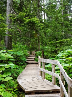 Britanya Kolumbiyası 'ndaki yağmur ormanlarında muhteşem ahşap patikalar. Kimse.
