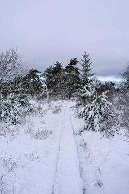 Kışın karlı bir ormanda sahil yürüyüşü. Kimse.