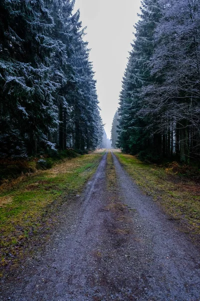 Пешеходная Тропа Лесу Зимой Дерево Покрыто Морозом Никто — стоковое фото