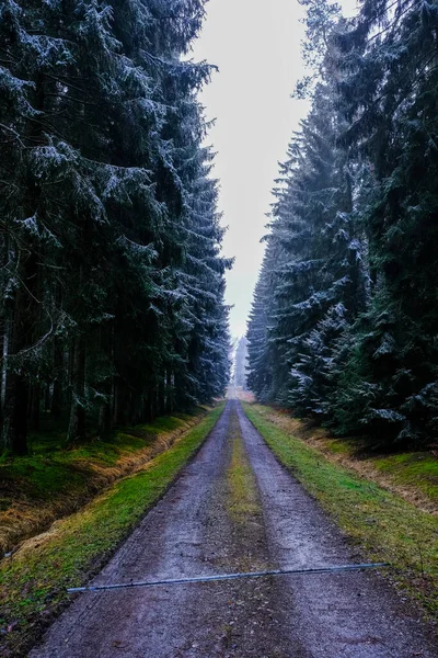 Пешеходная Тропа Лесу Зимой Дерево Покрыто Морозом Никто — стоковое фото